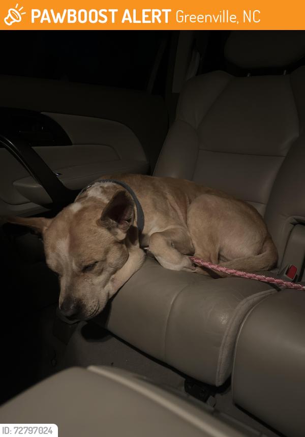 Found/Stray Male Dog last seen Blue Beech Dr, Greenville, NC, Greenville, NC 27858