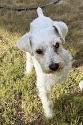 Found/Stray Female Dog last seen Loyola Ct and Ithaca St, Chula Vista, CA 91913