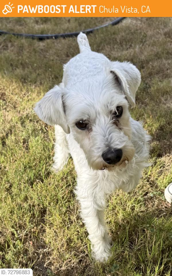 Found/Stray Female Dog last seen Loyola Ct and Ithaca St, Chula Vista, CA 91913