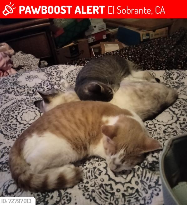 Lost Male Cat last seen Appian Way and Manor Rd, El Sobrante, CA 94803