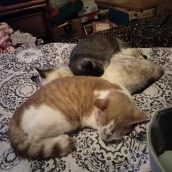 Lost Male Cat last seen Appian Way and Manor Rd, El Sobrante, CA 94803