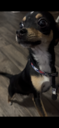 Lost Male Dog last seen Near Jordan River park , Taylorsville, UT 84123