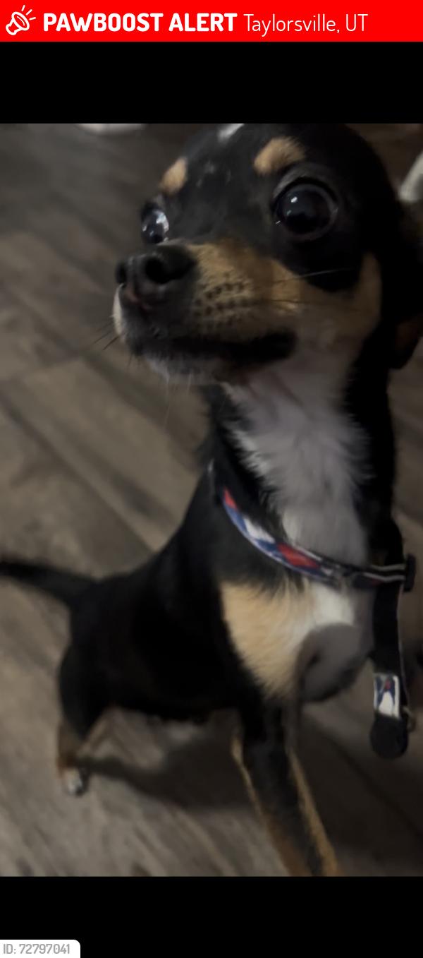 Lost Male Dog last seen Near Jordan River park , Taylorsville, UT 84123