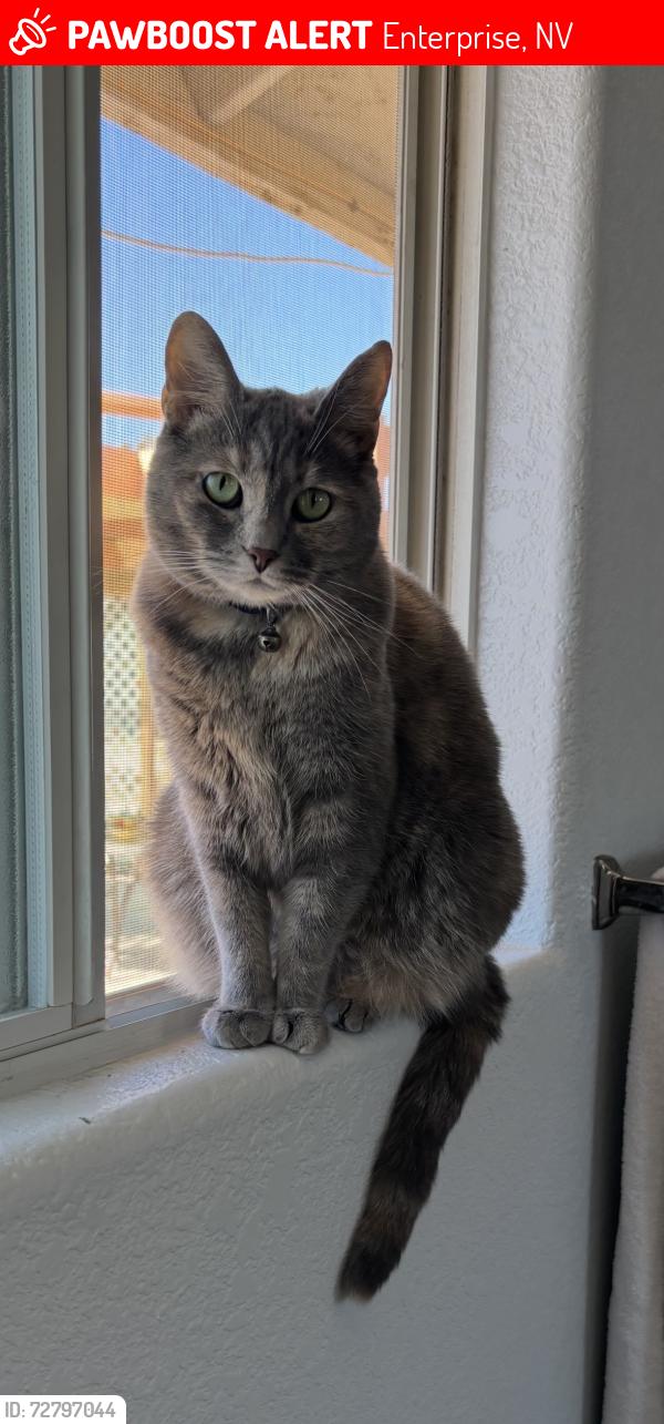 Lost Female Cat last seen W Erie ave , Enterprise, NV 89179