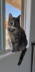 Lost Female Cat last seen W Erie ave , Enterprise, NV 89179