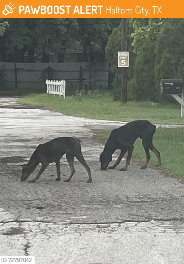 Found/Stray Unknown Dog last seen Haltom road & Conway, Haltom City, TX 76117