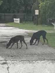 Found/Stray Unknown Dog last seen Haltom road & Conway, Haltom City, TX 76117