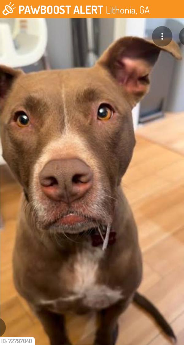 Found/Stray Unknown Dog last seen Giles Rd, Lithonia GA, Lithonia, GA 30058
