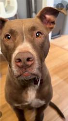 Found/Stray Unknown Dog last seen Giles Rd, Lithonia GA, Lithonia, GA 30058