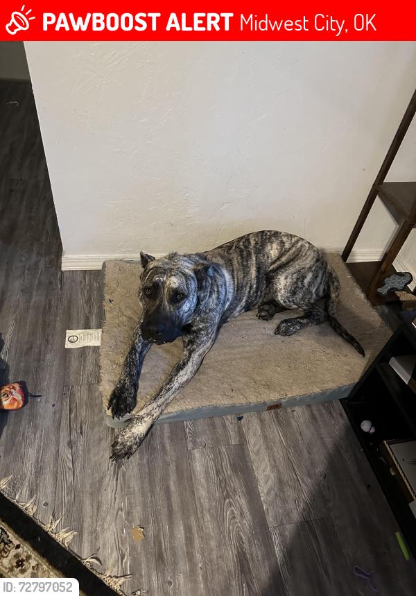Lost Female Dog last seen Reno and Westminster , Midwest City, OK 73130