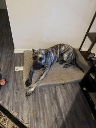 Lost Female Dog last seen Reno and Westminster , Midwest City, OK 73130