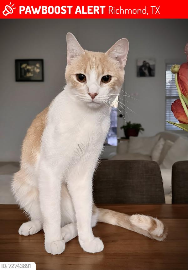 Lost Male Cat last seen Aliana Richmond, Richmond, TX 77407