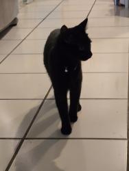 Found/Stray Unknown Cat last seen Tyne Drive, Durham, NC 27703
