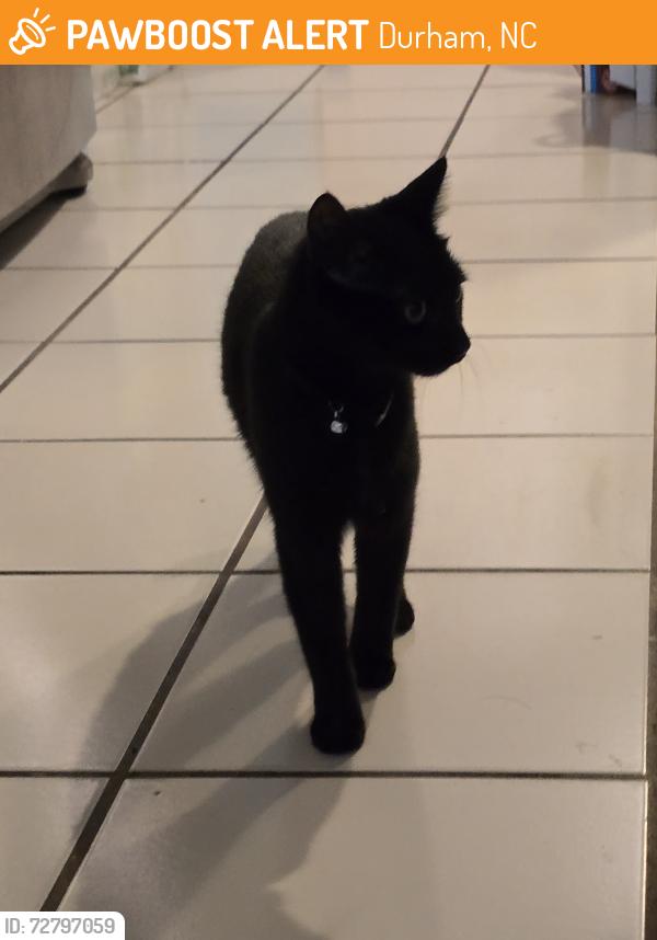 Found/Stray Unknown Cat last seen Tyne Drive, Durham, NC 27703