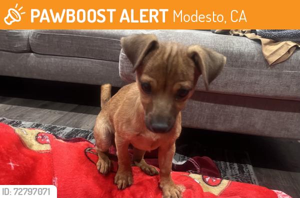 Found/Stray Male Dog last seen Crockett Avenue, Modesto, CA 95351