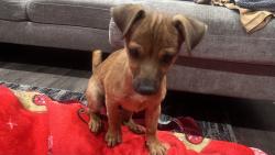 Found/Stray Male Dog last seen Crockett Avenue, Modesto, CA 95351