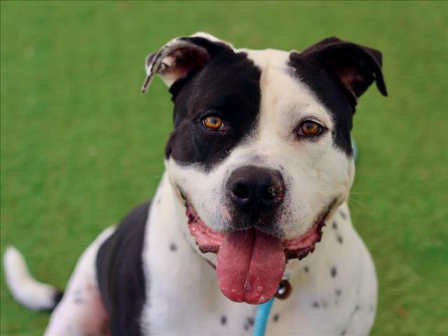 Shelter Stray Male Dog last seen , Los Angeles, CA 90025