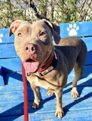 Shelter Stray Female Dog last seen Near Pennington ave, 21226, MD, Baltimore, MD 21230
