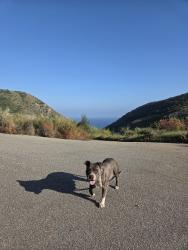 Lost Female Dog last seen Hunnewell ave & pinney st, Los Angeles, CA 91342