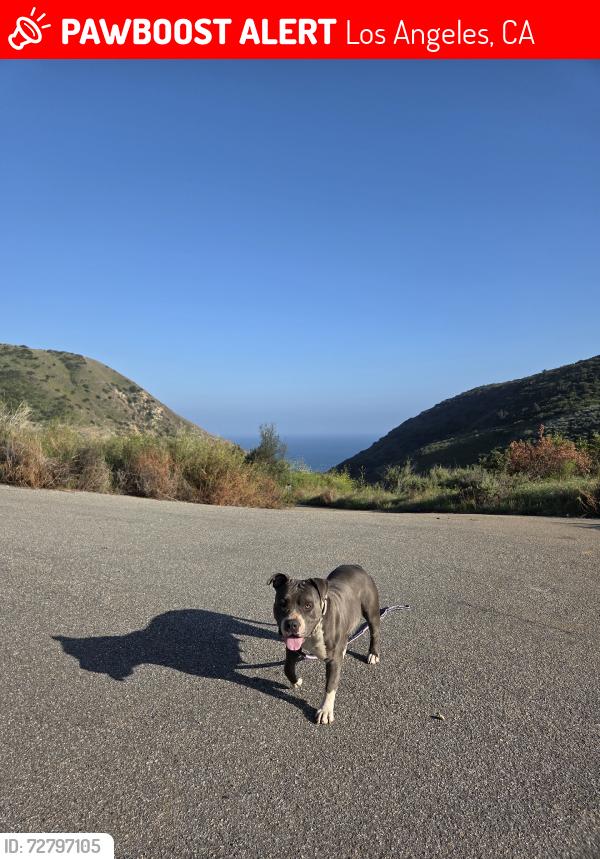 Lost Female Dog last seen Hunnewell ave & pinney st, Los Angeles, CA 91342
