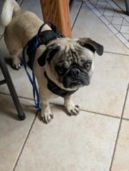 Found/Stray Male Dog last seen L-8 & 67TH ST W , Quartz Hill, CA 93536