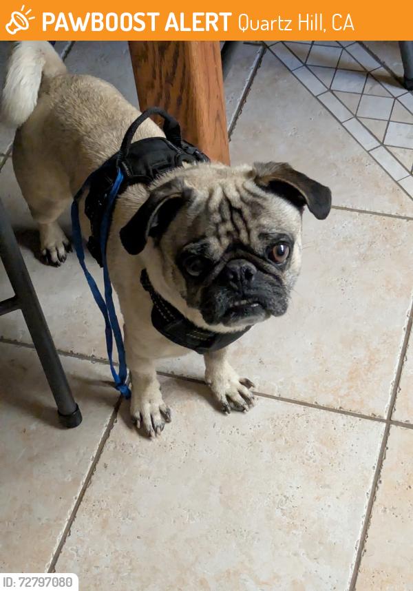 Found/Stray Male Dog last seen L-8 & 67TH ST W , Quartz Hill, CA 93536