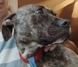 Found/Stray Female Dog last seen 34th and Eagle Lane , Bethany, OK 73008