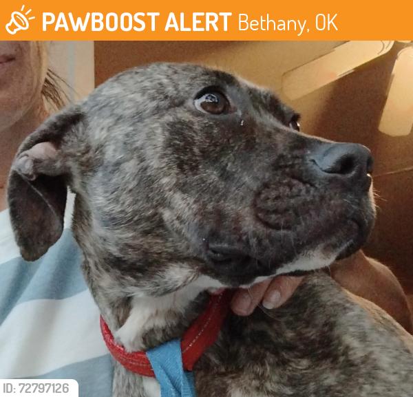 Found/Stray Female Dog last seen 34th and Eagle Lane , Bethany, OK 73008