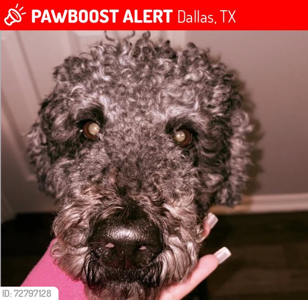 Lost Male Dog last seen Near lyola st Dallas , Dallas, TX 75241