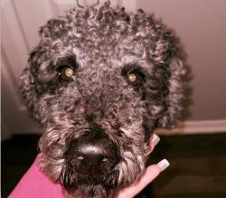 Lost Male Dog last seen Near lyola st Dallas , Dallas, TX 75241