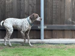 Found/Stray Male Dog last seen Southland & Canyon Creek, San Angelo, TX 76904