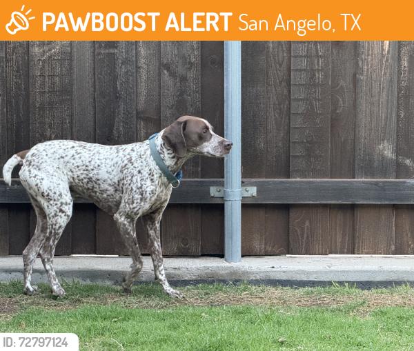 Found/Stray Male Dog last seen Southland & Canyon Creek, San Angelo, TX 76904
