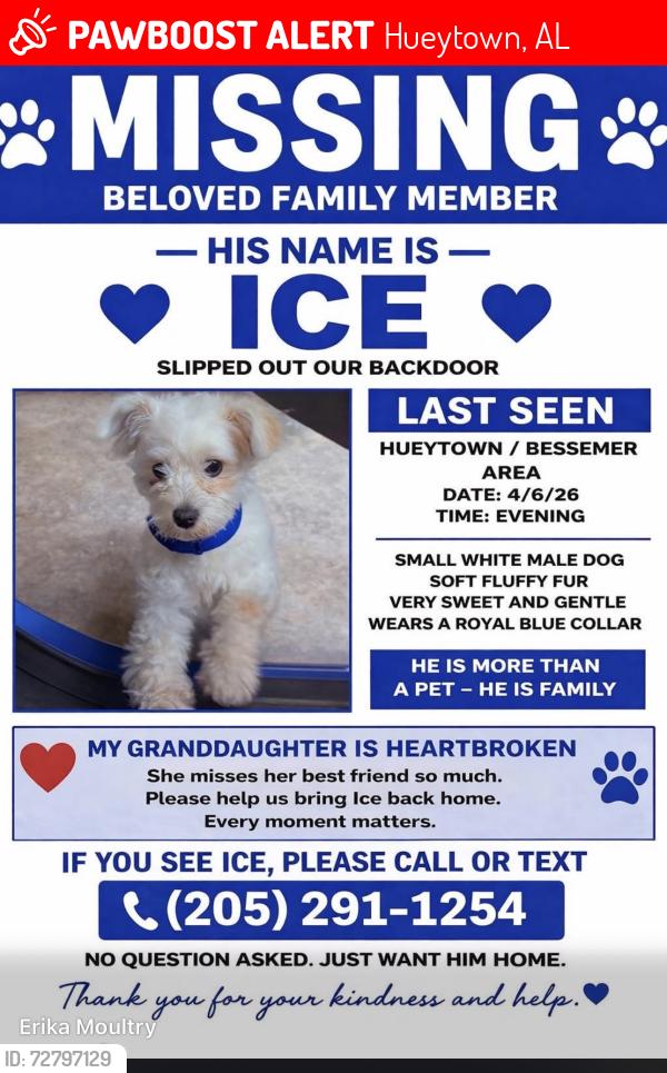 Lost Male Dog last seen Hueytown , Hueytown, AL 35023