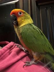 Lost Female Bird last seen White Columns Dr near 15390, Alpharetta, GA 30004