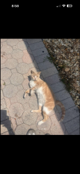 Lost Female Cat last seen 170th Terrace and 153 court, Miami, FL 33187