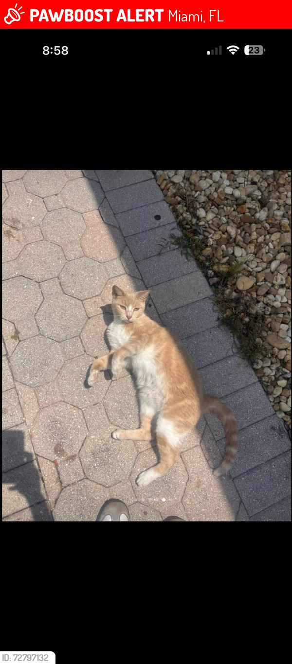 Lost Female Cat last seen 170th Terrace and 153 court, Miami, FL 33187