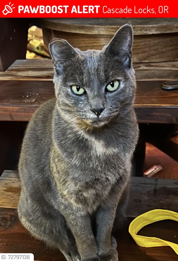 Lost Female Cat last seen Wyeth Campground Sign and ran down the trail, Cascade Locks, OR 97014