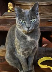 Lost Female Cat last seen Wyeth Campground Sign and ran down the trail, Cascade Locks, OR 97014