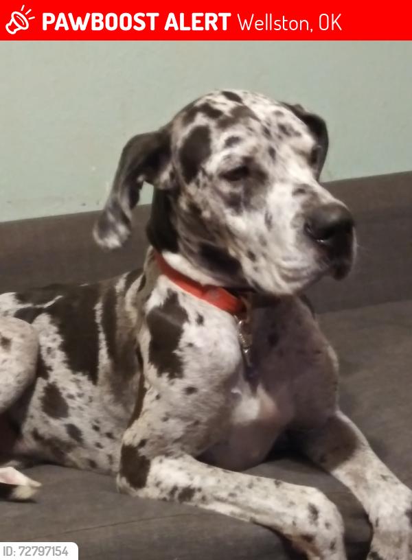 Lost Male Dog last seen Hwy 102, Wellston, OK 74881