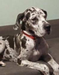 Lost Male Dog last seen Hwy 102, Wellston, OK 74881