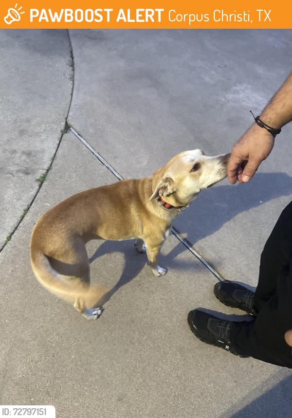 Found/Stray Female Dog last seen Champions Dr , Corpus Christi, TX 78401