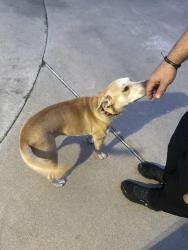 Found/Stray Female Dog last seen Champions Dr , Corpus Christi, TX 78401