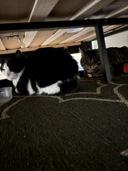 Lost Male Cat last seen 16ave and Deerfoot trail , Deerfoot Trl, AB 