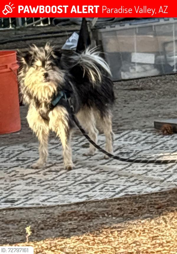 Lost Male Dog last seen E Cholla Ln, Paradise Ln, Paradise Valley, AZ 85253