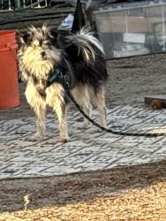 Lost Male Dog last seen E Cholla Ln, Paradise Ln, Paradise Valley, AZ 85253