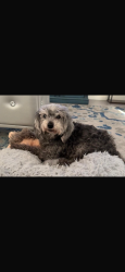 Lost Female Dog last seen Near Kim Cove, Round Rock, TX 78665