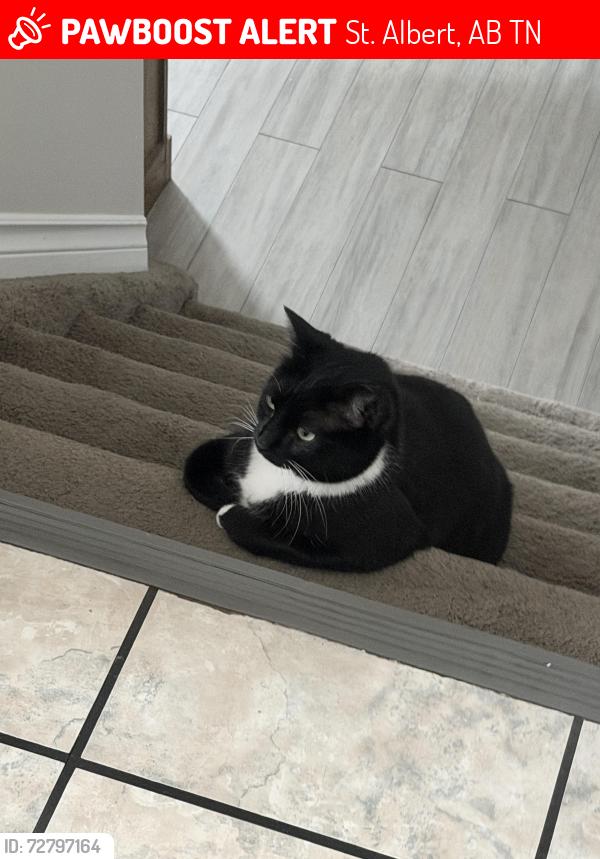 Lost Female Cat last seen Along fence line backing onto Giroux Rd , St. Albert, AB T8N