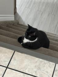 Lost Female Cat last seen Along fence line backing onto Giroux Rd , St. Albert, AB T8N