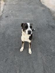 Found/Stray Unknown Dog last seen Weisner, Doña Ana County, NM 88012