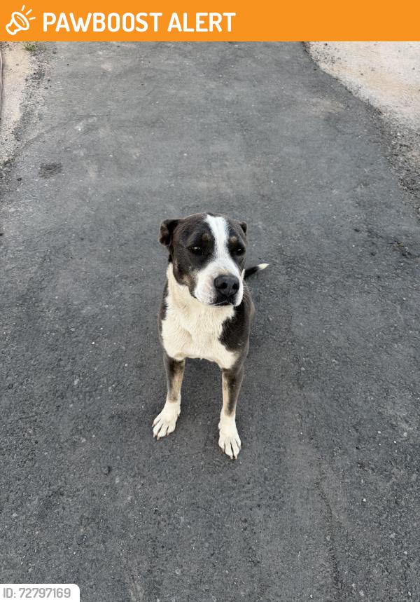 Found/Stray Unknown Dog last seen Weisner, Doña Ana County, NM 88012